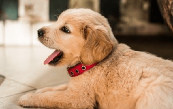 What anti-inflammatory drugs should dogs take for gastroenteritis? What medicine should be used to prevent inflammation if a pet dog has gastroenteritis?