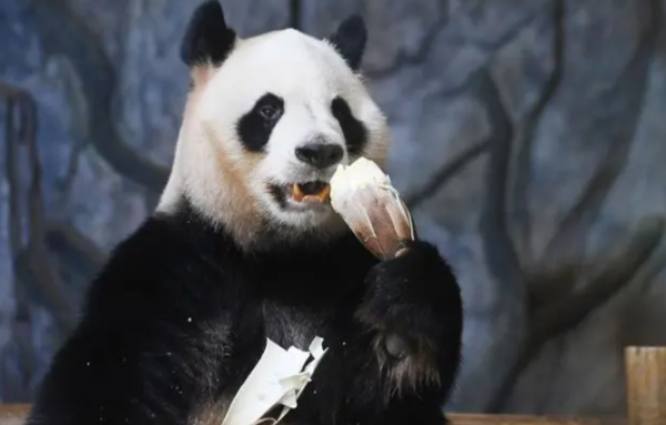 Giant pandas also like to eat 