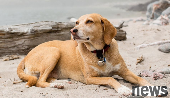 How long can dog hair grow? Will dogs not get used to it after shaving their hair?