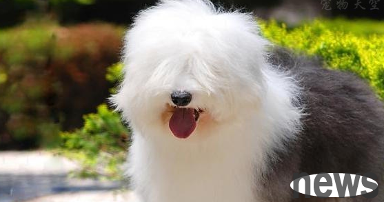 How much does an ancient collie cost? Let s learn about the market
