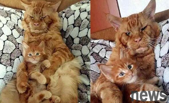 Fat orange cat 