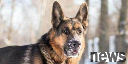 What should I do if the German Shepherd loses hair severely? The master sees it