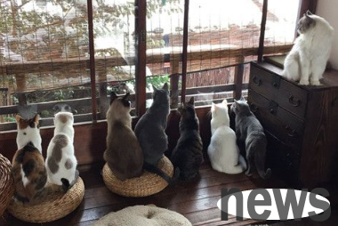 Tokyo s heavy snow is so beautiful. A group of cats enjoying the snow in front of the window seems to have a Zen meaning