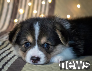 What kind of Japanese native dog is? Let me tell you in one article!