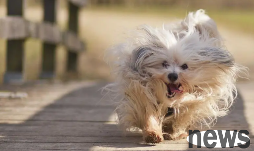 Let me tell you, what s wrong with dogs stretching their back legs frequently?