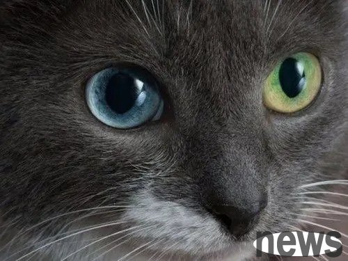 Mother s love is selfless? Mostly referring to the white cats having strange eyes, but they are bullied by their mothers and abandoned before they grow up.