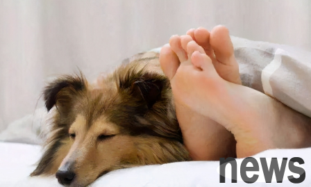 This article will tell you why dogs like to sleep with their owners?