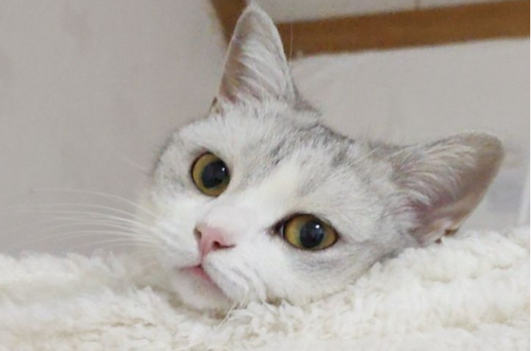 Some experiences in fighting cats with black chins: black chins and allergies