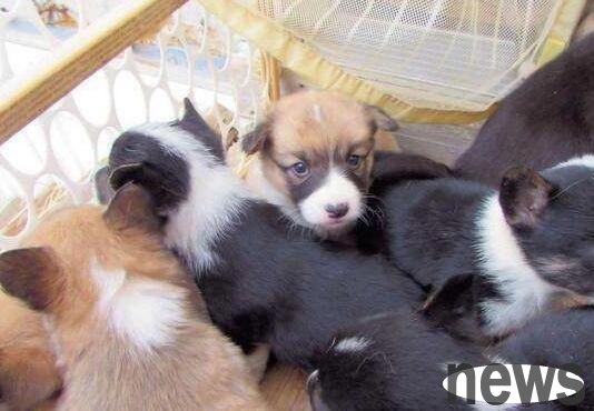 How many days can the weekly dog ​​be ruled out? This article tells you