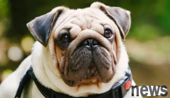 Will the dog die after taking cockroach medicine powder? Do you know?