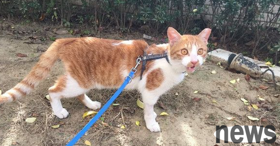 A cat who suffered a brain injury in a car accident, has no power to act but has a strong desire to survive