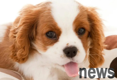 Why don’t dogs eat? Let me tell you in one article!