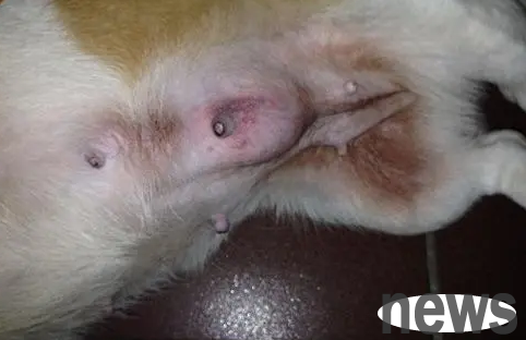 What changes will happen to the breasts when a dog is about to give birth?