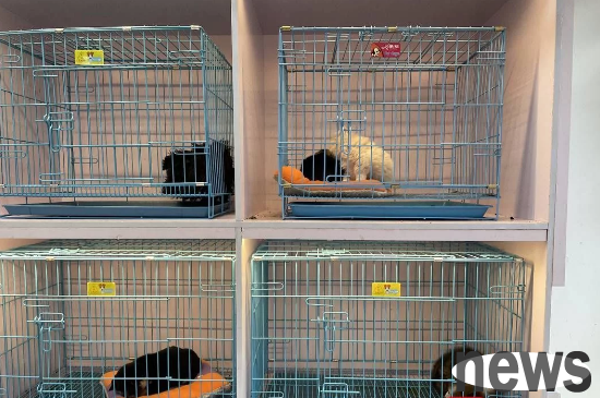 Cloud Help | Online reveals that a pet store in Chengdu sells sick cats and dogs. The boss responds: If you are sick within 24 hours, you can return and exchange
