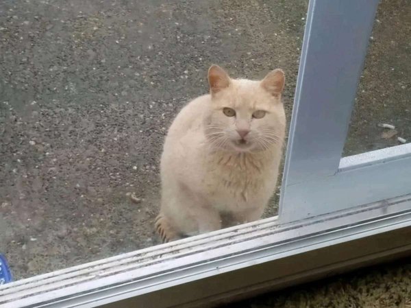 The cat kept calling outside and was refused to enter the house. After understanding the reason, he felt sorry for me