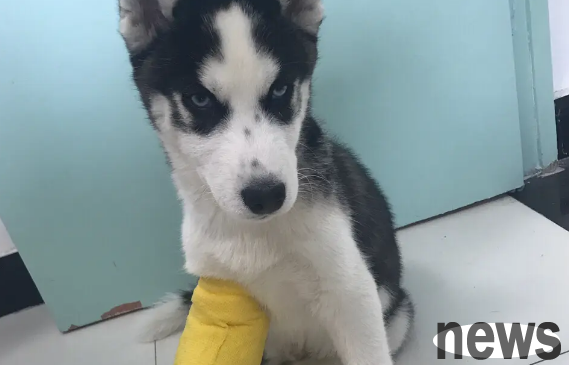 How long does it take for a dog to get rid of a fracture? Specific analysis of specific situations
