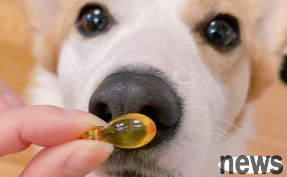 How much fish oil does a dog eat per day? This article tells you