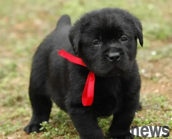 What are the black dog breeds? They are