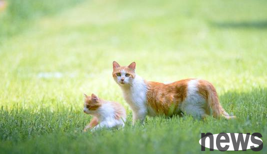 After three cubs die, stray cat gives its only child to humans