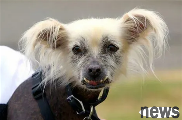 What is the name of a dog with a particularly ugly face? If you want to know, come and take a look