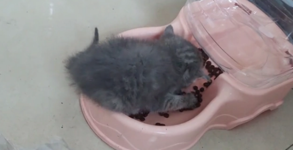 Abandoned cute kitten can t stop after encountering cat food