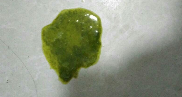 Dogs poop green, probably due to these three reasons