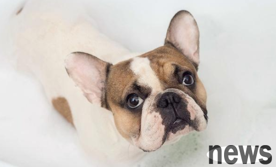What should I do if my dog ​​has bad body odor? These methods can help you ~