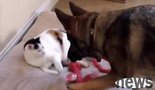 The stray cat was adopted and took over the German Shepherd’s bed the next day. The dog’s “appearance” was very domineering.