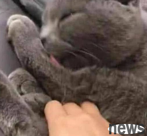The owner imitated the Internet celebrity and used the blue cat to keep warm. As a result, the blue cat showed a surprised expression: Old girl, you are floating!