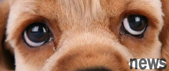 What s the matter with dogs always having eye mucus? You ll know after reading it