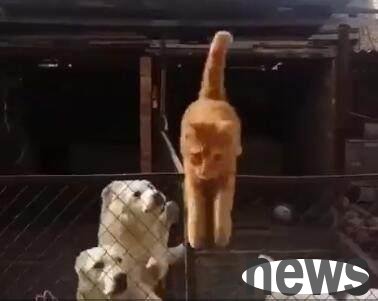 The orange cat mistakenly entered the dog s territory, and the cat escaped with a clever move. In the end, the dog s expression lit up.