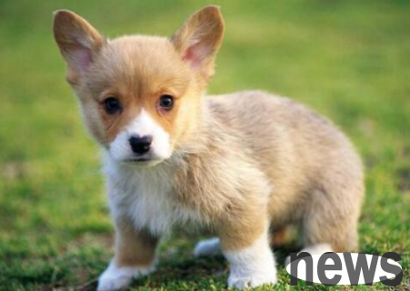 What should I do if my puppy gets cold? This article gives you the answer!