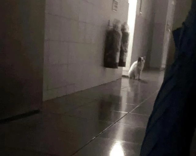 Stray cat climbed 20 floors to visit girl and never left despite being evicted many times: I want to have a home