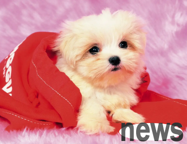 Why does a puppy vomit after taking deworming medicine? Come and find out!