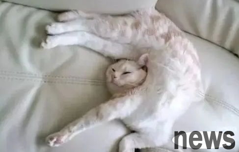 When you tell a cat to get up, it not only wakes up but also hits you? I m too angry now...