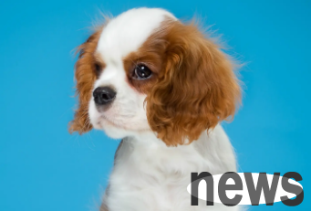 Why do puppies roll their eyes while sleeping? You will know after reading this article!