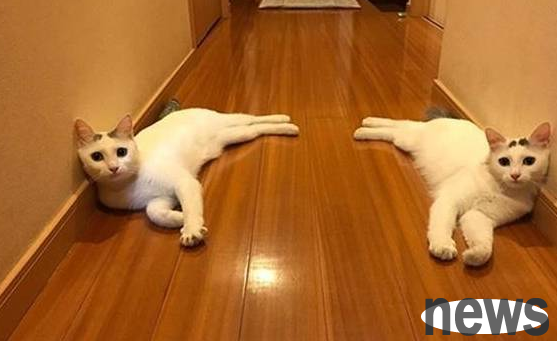 The owner took his beloved cat back to the place where they first met. When he woke up, he found an extra female cat. The cat: Got a wife for free.