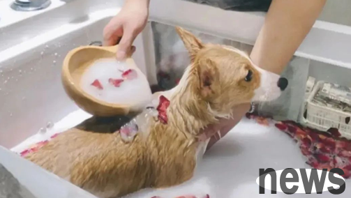 What are the main sources of odor in pets? Let’s find out together