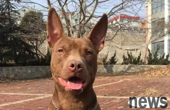 Why do dogs have erect ears? The answer is surprising!