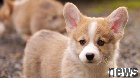 What are the cutest dogs with the shortest legs? Does anyone know?