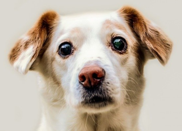 Can I bring pets on a plane? This article gives you the answer