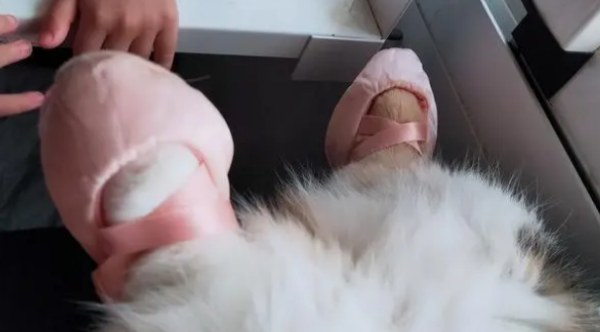 My sister played a prank on the cat while he was sleeping and put shoes on it