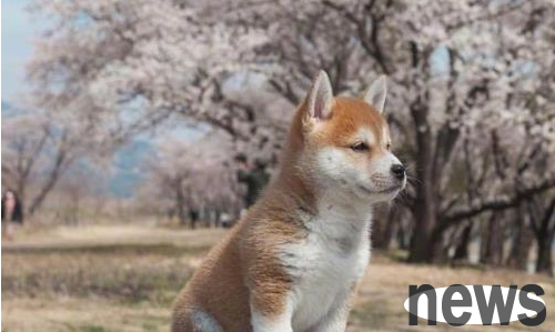 My daughter bought a Shiba Inu. Everyone loved it when she first came home. After 3 days, everyone in the family walked around when they saw it.