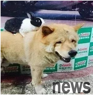 The dog is the brother of the rabbit. Every time he goes out, he will carry the rabbit with him on his chest! It’s touching!