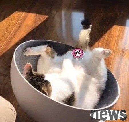 A man got off work an hour early and was stunned when he saw a cat when he came home: He should work more overtime in the future