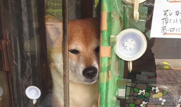 The owner of an Akita dog sells sweet potatoes, and the owner writes a note, 