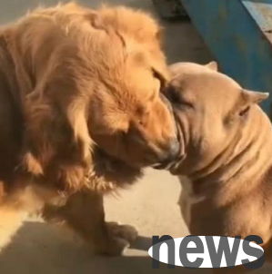 The pit bull bit the golden retriever and refused to let go. The owner rushed to the scene with an iron rod and found that the golden retriever had fallen asleep standing up.