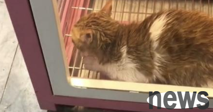 The owner secretly flirted with another cat while the cat was drying, and when he turned around he was at a loss for words!