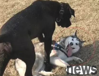 When the husky meets the fierce dog Castro, he immediately collapses and gives in. It’s so cute.