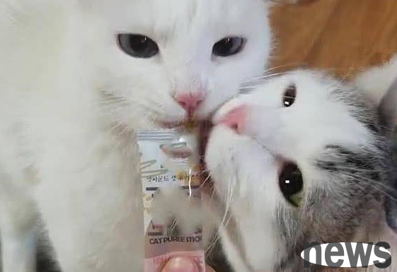 Two cats competed for snacks, and the scene that followed was hilarious. The cat said: Hey, he bit my tongue.